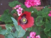 Papaver bracteatum