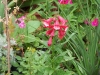 Penstemon 'Phoenix Red'