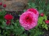 Ranunculus 'Friandine'