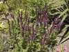 Salvia x superba