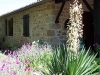 Yucca gloriosa