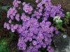 Aster dumosus 'Starlight'