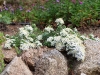 Aster ericoides f. prostatus 'Snow Flurry'