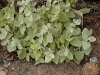 Ballota pseudodictamnus