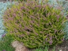 Calluna vulgaris 'Wickwar Flame'