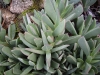 Carpobrotus edulis