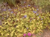 Ceratostigma plumbaginoides
