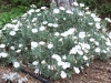 Convolvulus cneorum