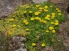 Delosperma lineare