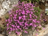 Dianthus deltoides
