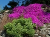 Drosanthemum hispidum