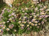 Erigeron glaucus