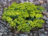 Euphorbia myrsinites