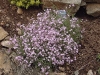 Gypsophila repens 'Rosea'