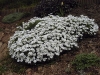 Iberis sempervirens