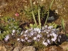 Phlox subulata 'Oakington Blue Eyes'