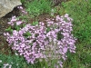 Saponaria ocymoides