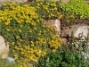 Sedum aizoon