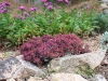 Sedum cauticola 'Lidakense'