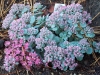 Sedum cauticola