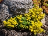 Sedum palmeri