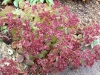 Sedum 'Ruby Glow'