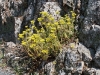 Sedum reflexum