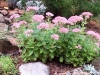 Sedum spectabile 'Brilliant'