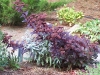 Sedum telephium ssp. maximum 'Atropurpureum'