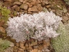Senecio cineraria