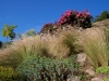 Stipa tenuifolia