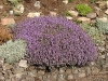Thymus serpyllum