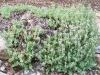 Veronica pectinata 'Rosea'
