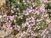 Veronica repens