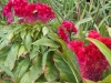 Amaranthus 'CrÃªte de coq'