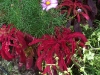 Amaranthus 'Early Splendor'