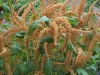 Amaranthus paniculatus 'Hot Biscuits'