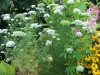 Ammi majus