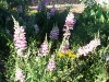 Antirrhinum 'Opus Plumblossom'
