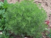 Artemisia abrotanum