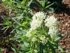 Asclepias incarnata 'Ice Ballet'