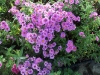Aster dumosus 'Starlight'