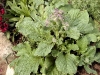 Borago officinalis