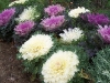 Brassica oleracea var. acephala 'Coral Prince'