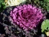 Brassica oleracea var. acephala 'Coral Queen'