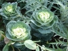 Brassica oleracea var. acephala 'Crâne bicolor'