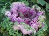 Brassica oleracea var. acephala 'Nagoya Red'