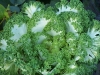 Brassica oleracea var. acephala 'Nagoya White'