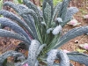 Brassica oleracea var. acephala 'Nero di Toscane'