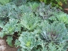 Brassica oleracea var. acephala 'Red Peacock'